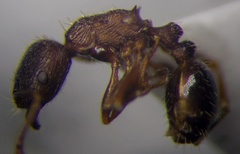 Tetramorium chefketi