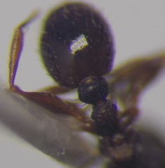 Tetramorium chefketi