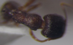 Tetramorium chefketi