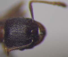 Tetramorium chefketi