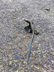 Iberolacerta monticola