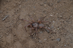 Aptostichus cabrillo