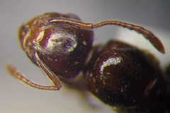 Tetramorium ferox