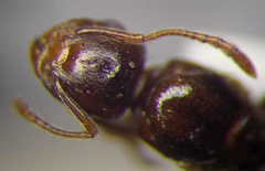 Tetramorium ferox