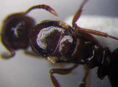 Tetramorium ferox