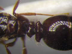 Tetramorium ferox