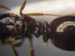 Tetramorium ferox