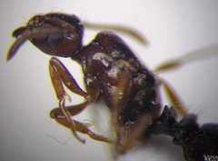 Tetramorium ferox