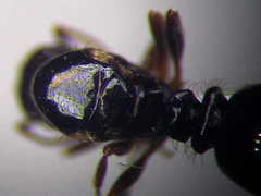 Tetramorium ferox