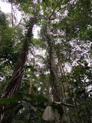 Freycinetia sumatrana