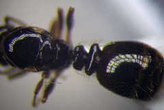 Tetramorium ferox