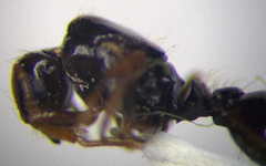 Tetramorium ferox