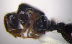 Tetramorium ferox