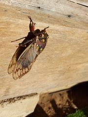 Macrotristria angularis