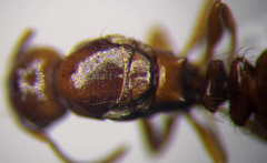 Tetramorium ferox