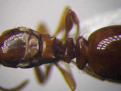 Tetramorium ferox
