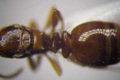 Tetramorium ferox