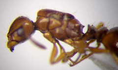 Tetramorium ferox
