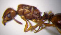 Tetramorium ferox