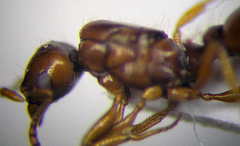 Tetramorium ferox