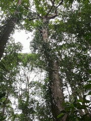Freycinetia sumatrana