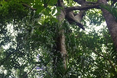 Freycinetia sumatrana