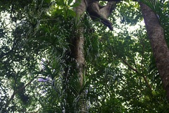 Freycinetia sumatrana
