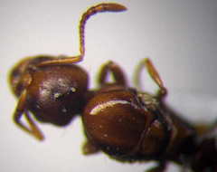 Tetramorium ferox
