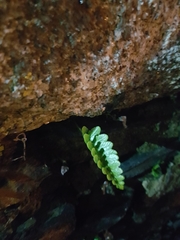 Asplenium marinum