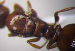 Tetramorium ferox