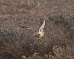 Peromyscus maniculatus anacapae