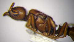 Tetramorium ferox