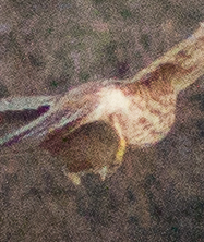 Peromyscus maniculatus anacapae