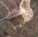 Peromyscus maniculatus anacapae