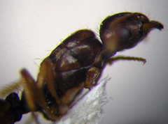 Tetramorium ferox