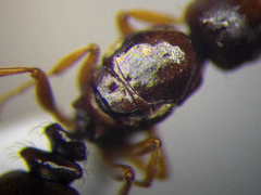 Tetramorium ferox