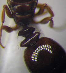 Tetramorium ferox