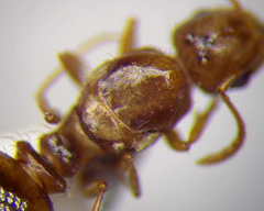 Tetramorium ferox