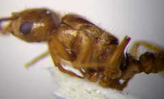 Tetramorium ferox