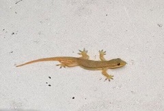 Hemidactylus platyurus