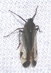 Orthopagus