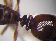 Tetramorium ferox