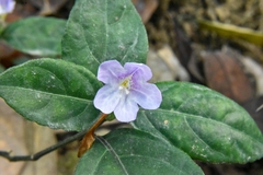 Strobilanthes tetrasperma