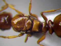 Tetramorium ferox