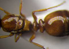 Tetramorium ferox
