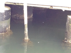 Ficopomatus enigmaticus