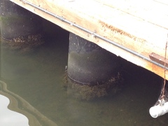 Ficopomatus enigmaticus