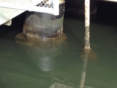 Ficopomatus enigmaticus