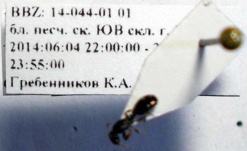 Tetramorium inerme
