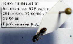 Tetramorium inerme